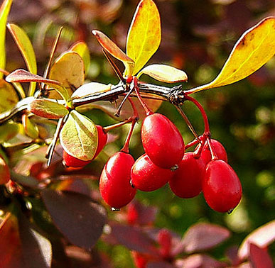 Растение вечнозеленое с красными ягодами